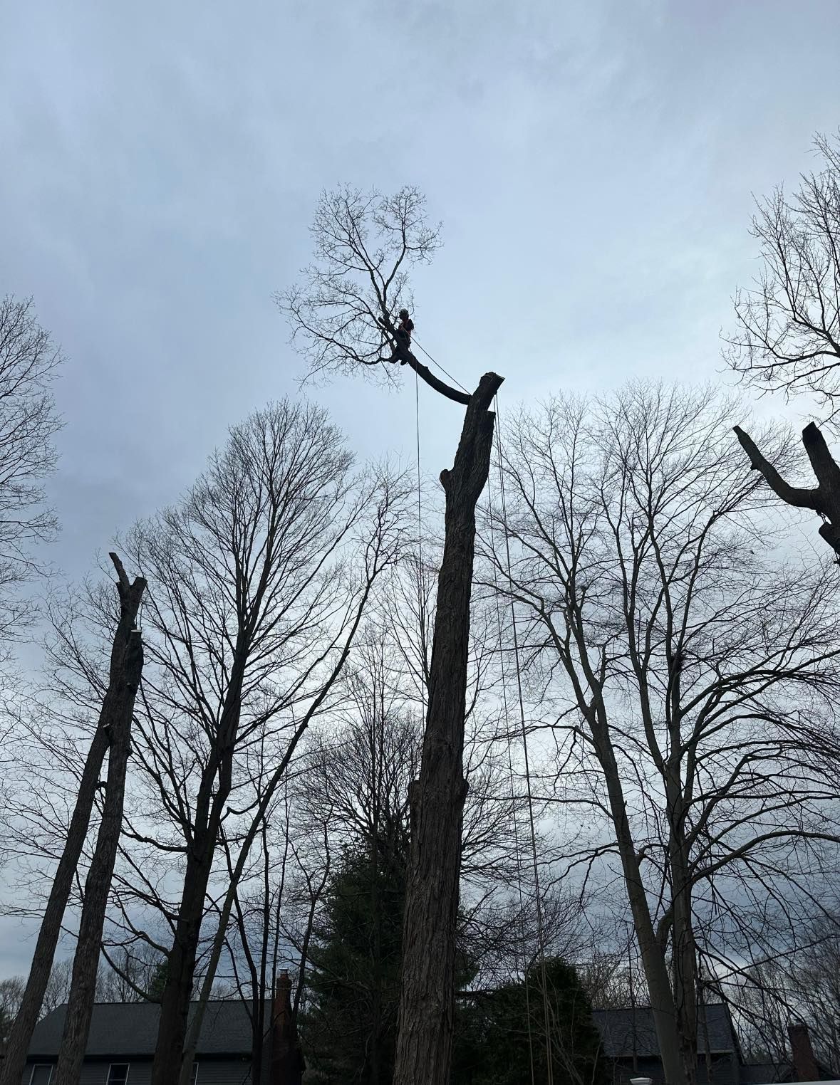 A group of trees without leaves are silhouetted against a cloudy sky.