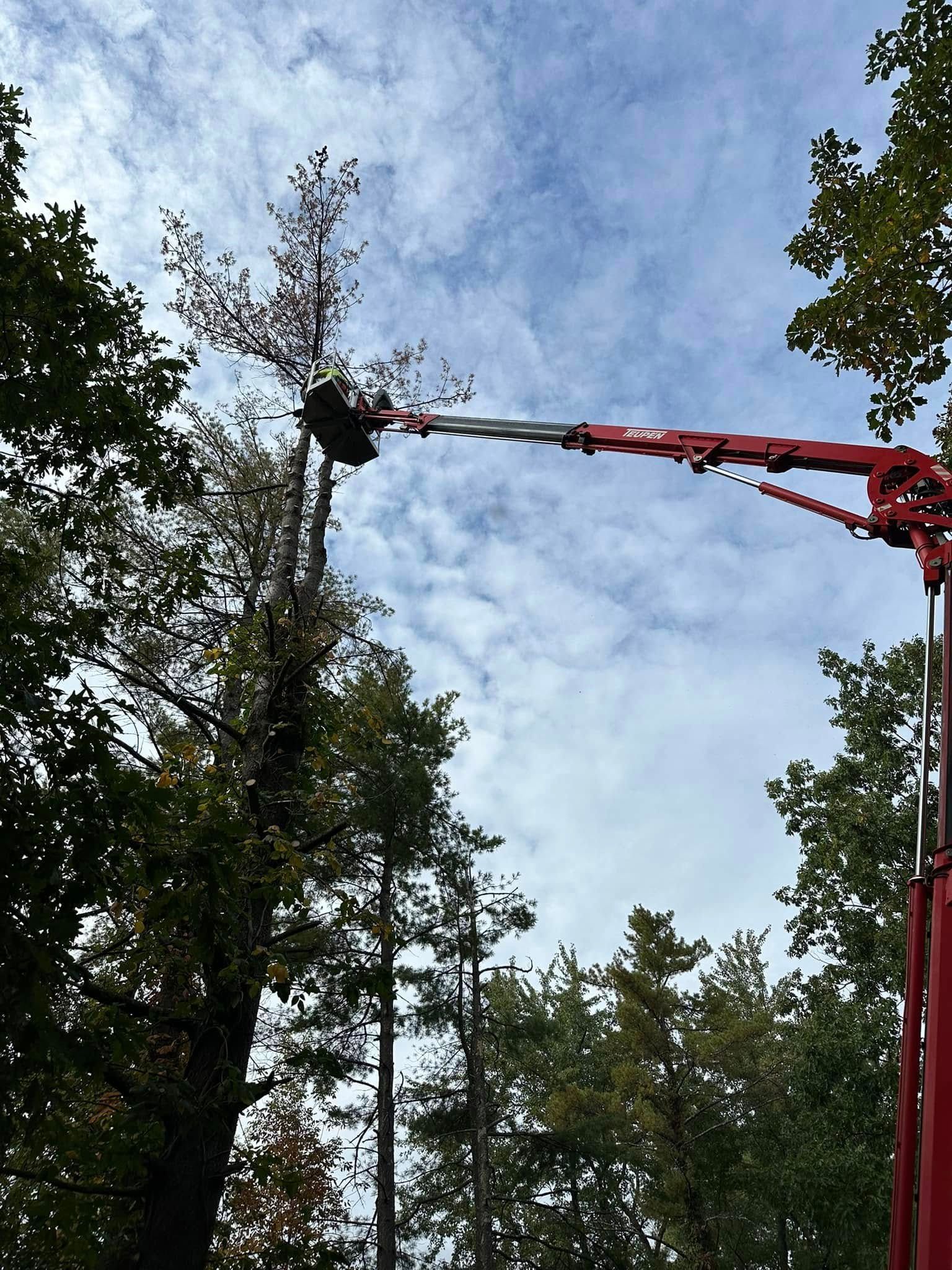 A red crane is cutting a tree in the woods.