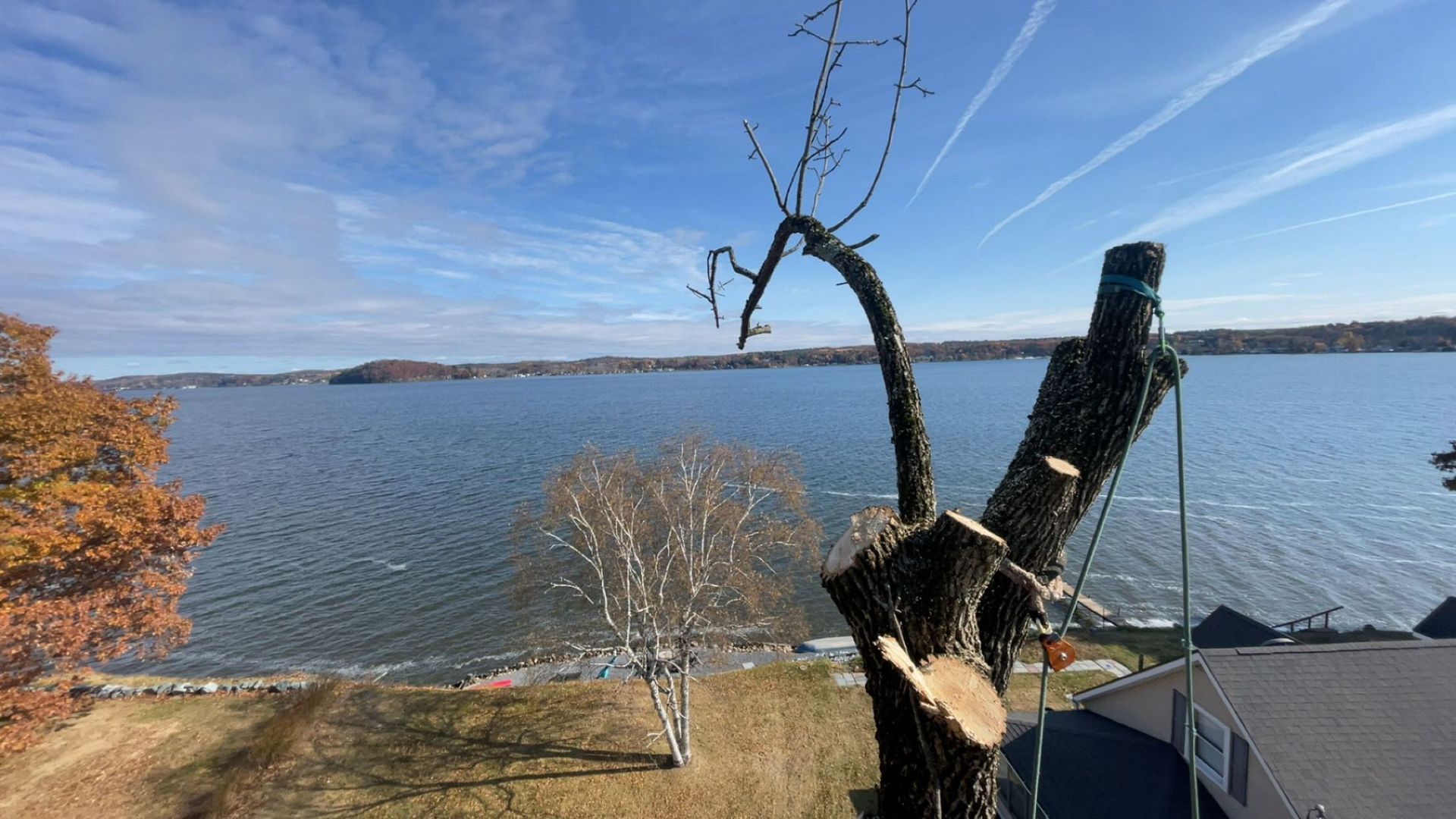 A tree is being cut down in front of a body of water.
