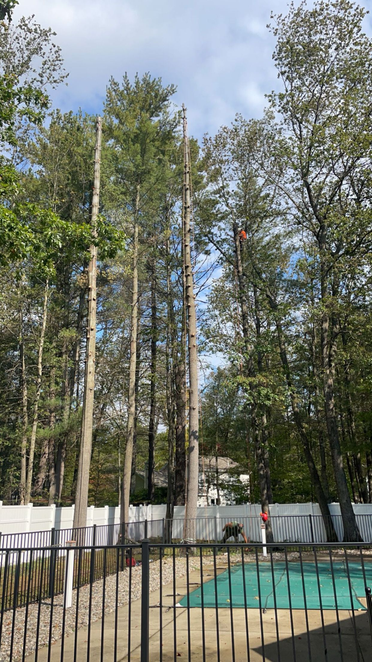 A man is climbing a tree in a backyard next to a pool.