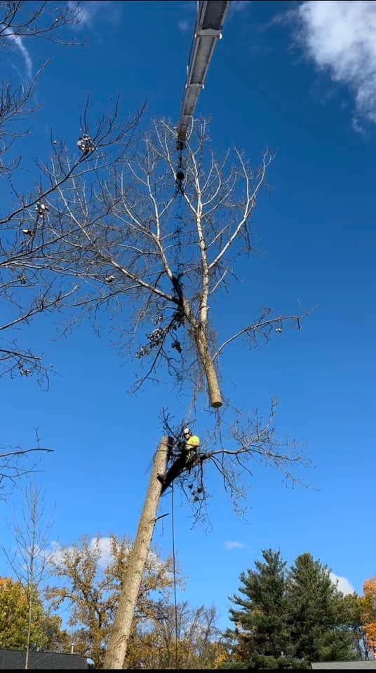 A man is cutting down a tree with a crane.