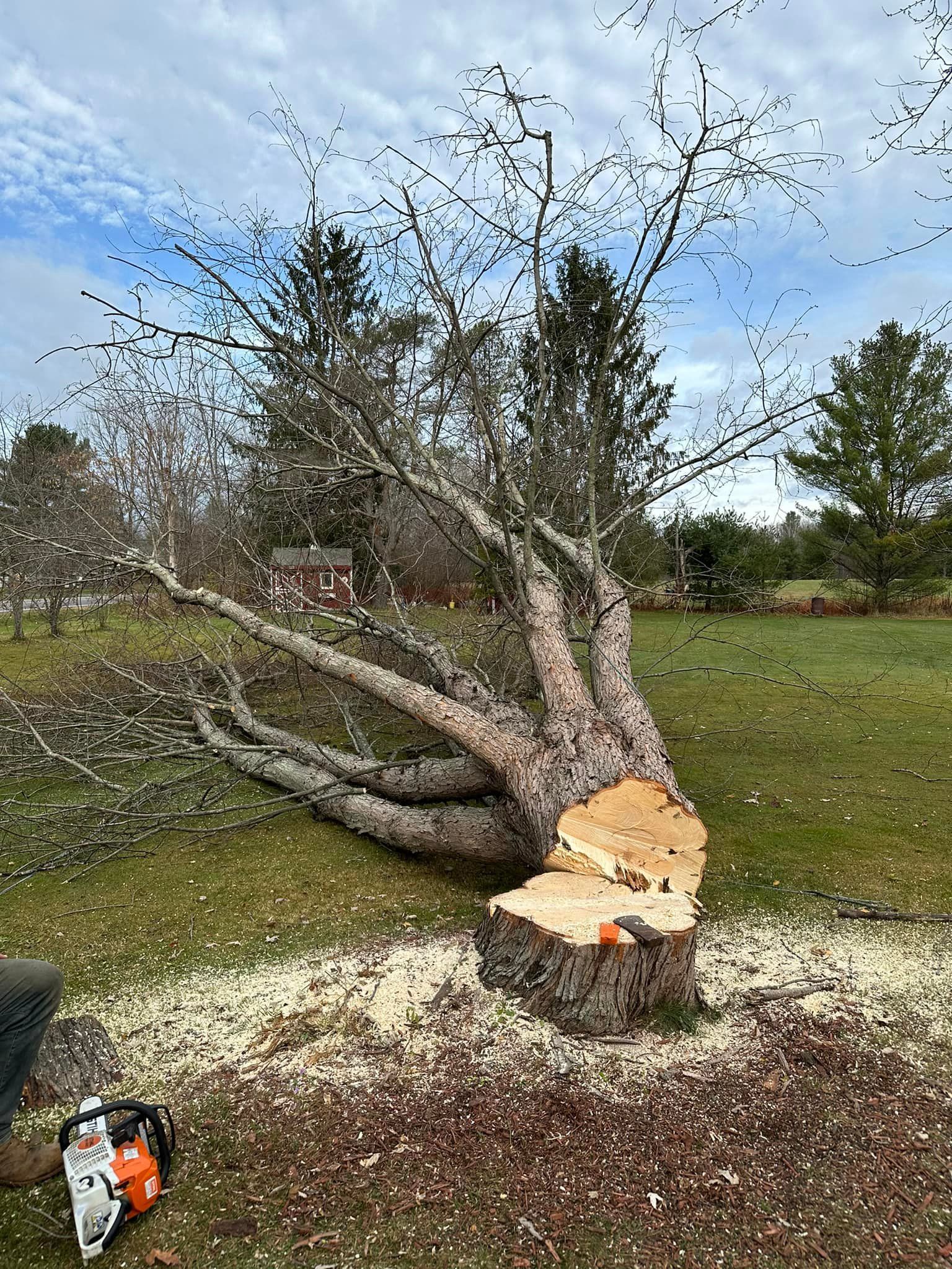 A person is cutting down a tree in a field with a chainsaw.