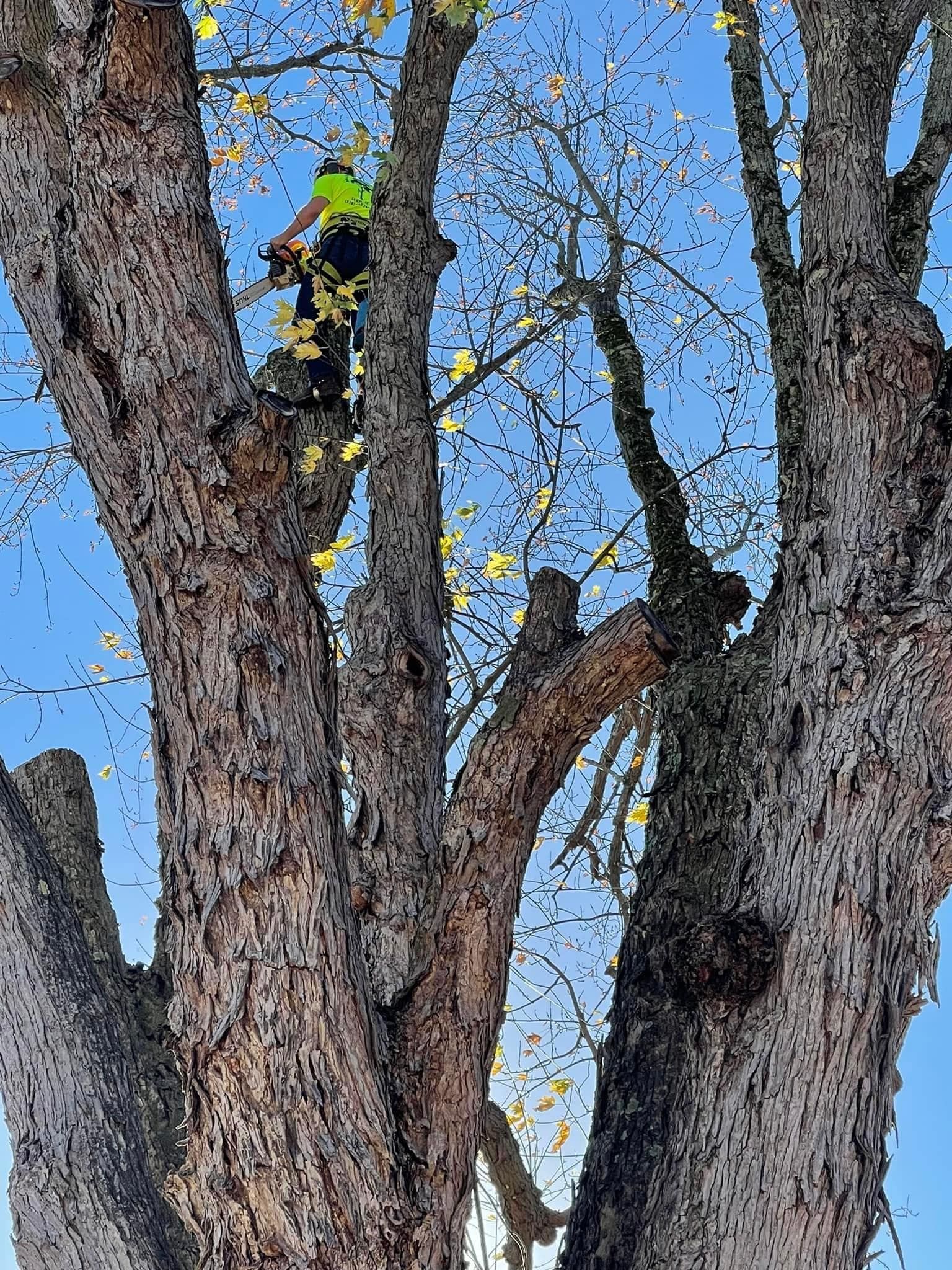 A man is climbing up a tree with a chainsaw.