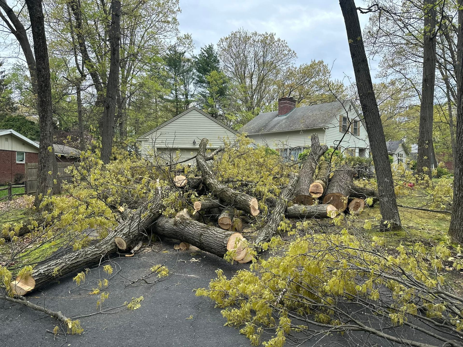 A pile of fallen trees on the side of a road.