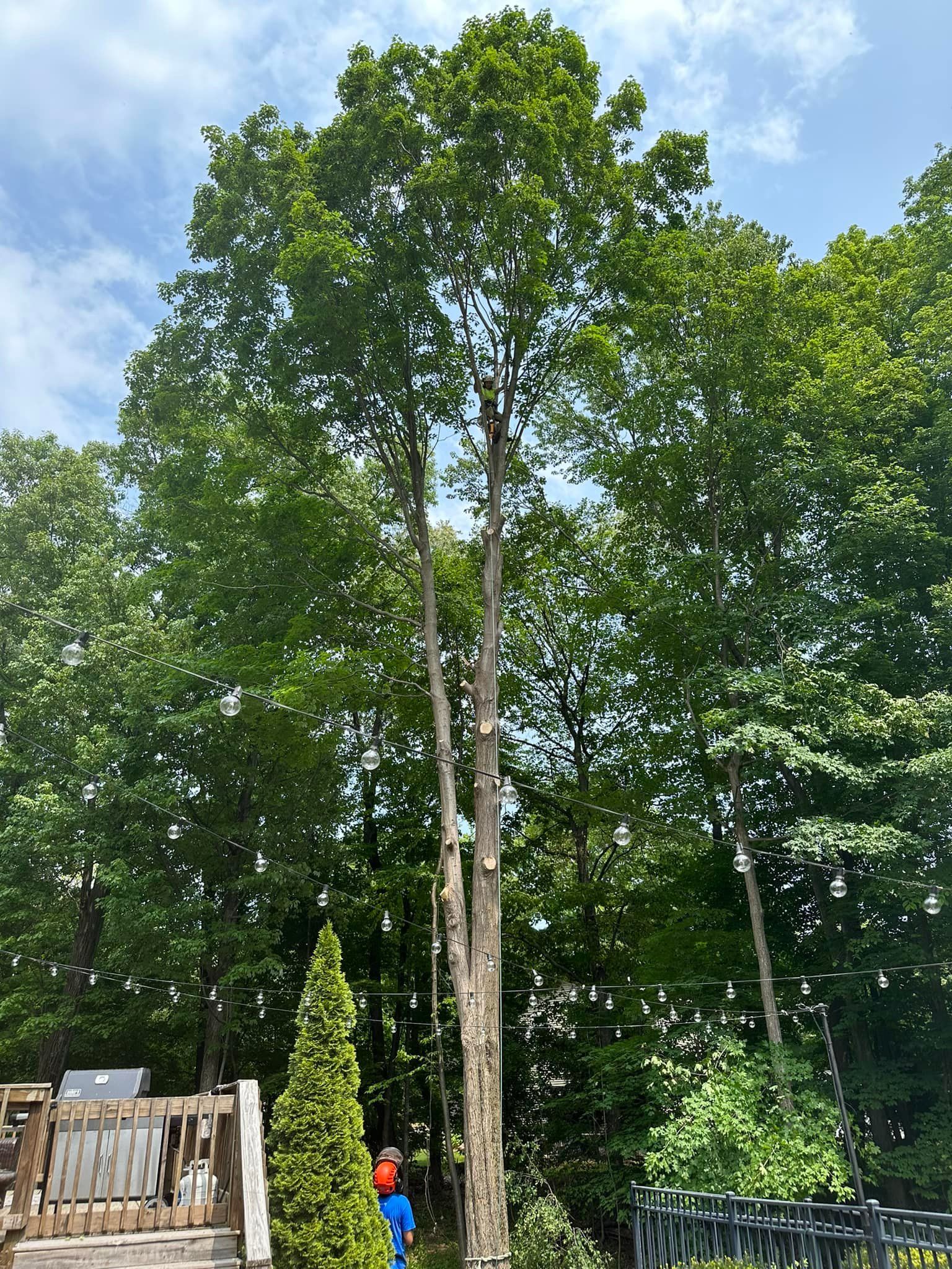 A large tree with lots of leaves is being cut down in a backyard.