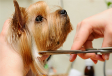 dog hair trimming