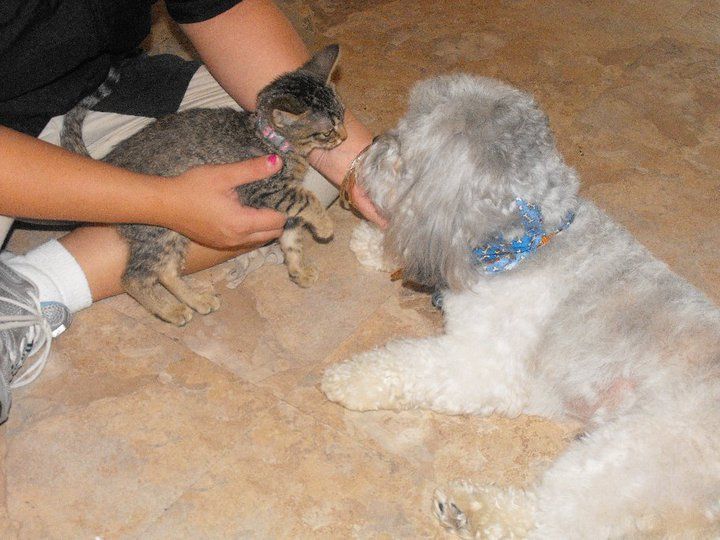 Pets