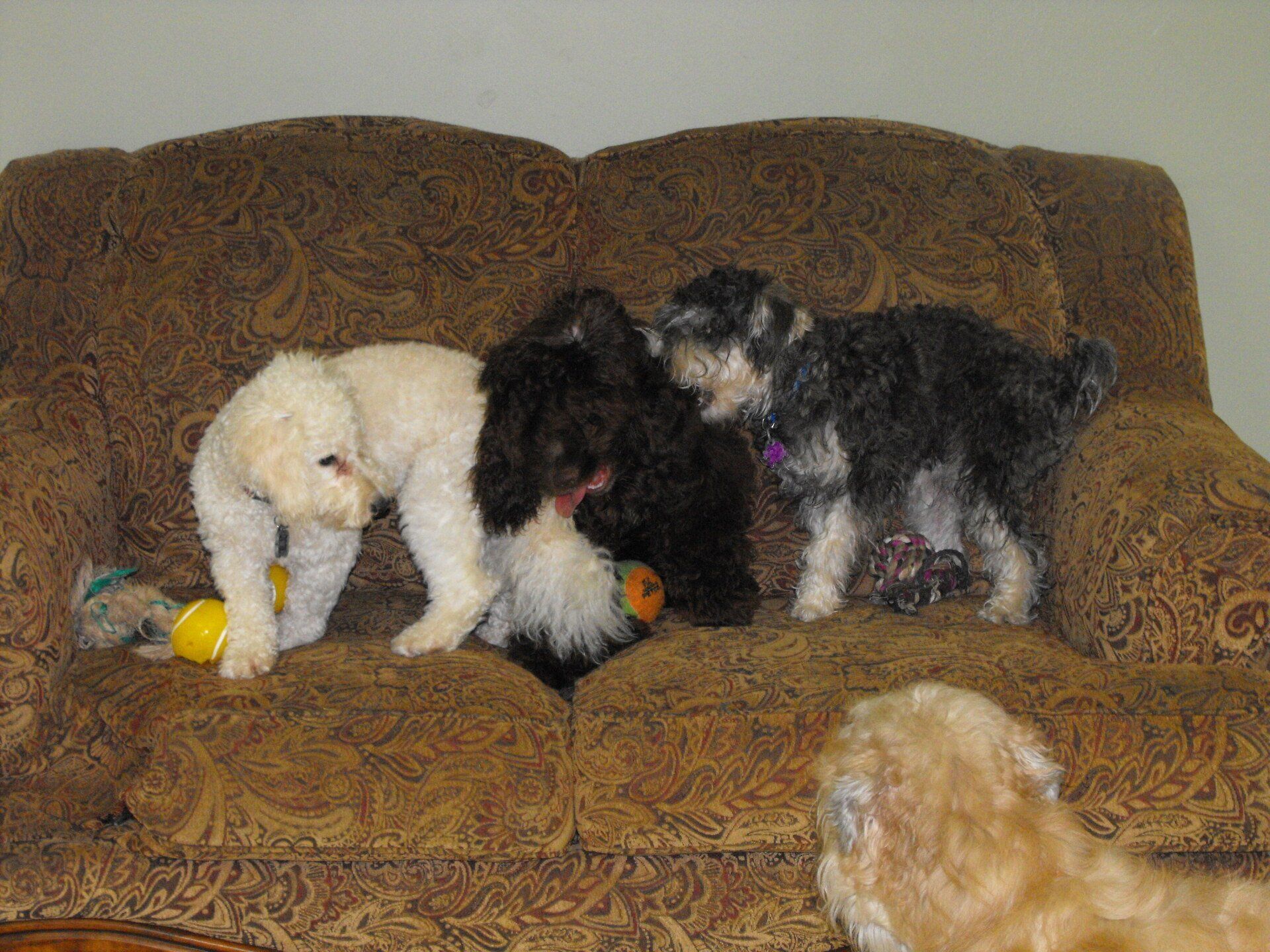 Pets