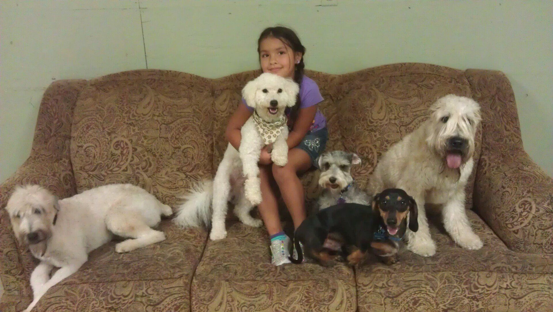 Pets