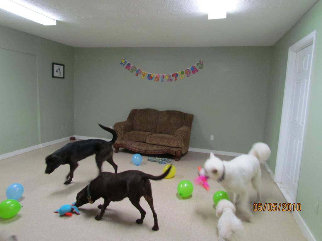 Pets