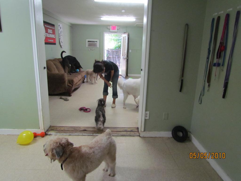 Pets