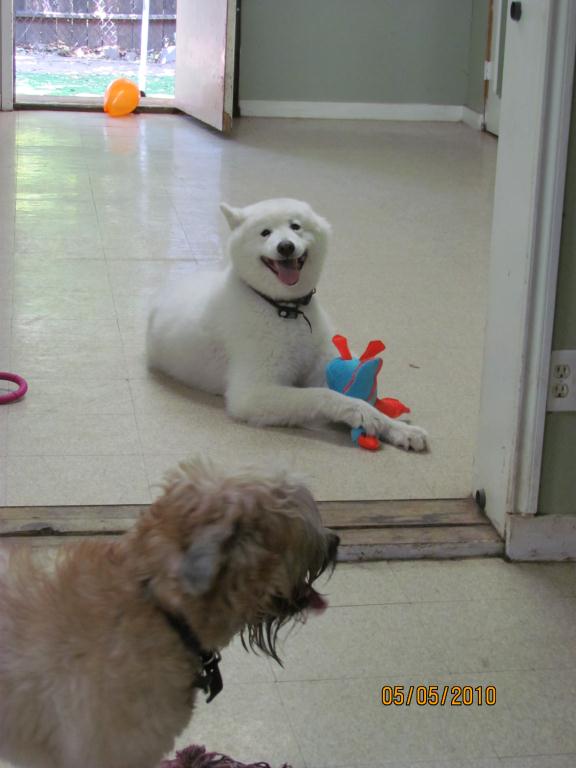 Pets