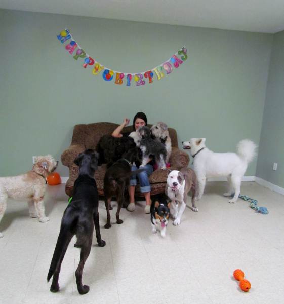 Pets