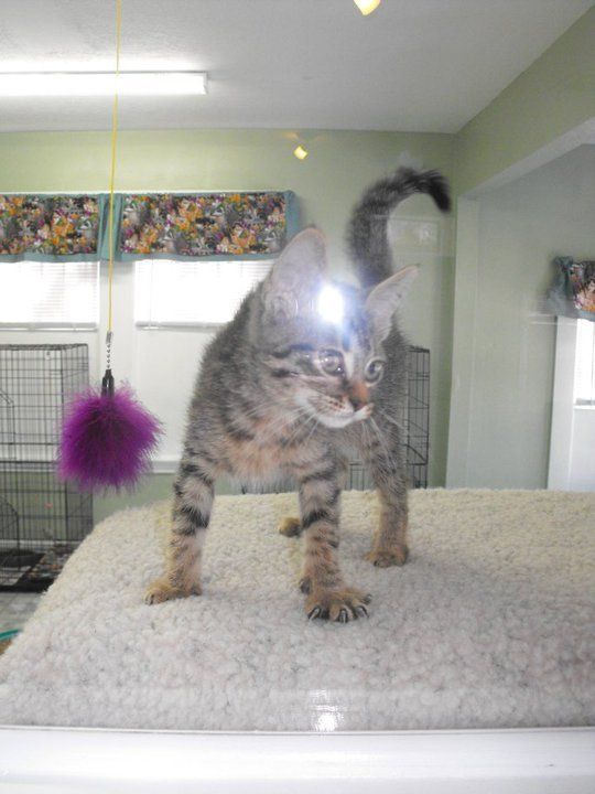 Kitty Kitty