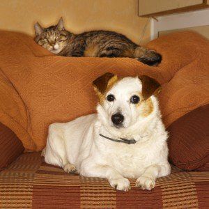 Pets