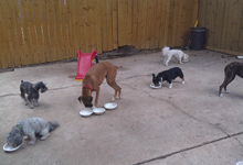 dogs eating time