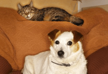 dogs and cat comfortably resting