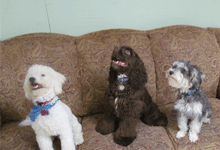 dogs at the pet sofa