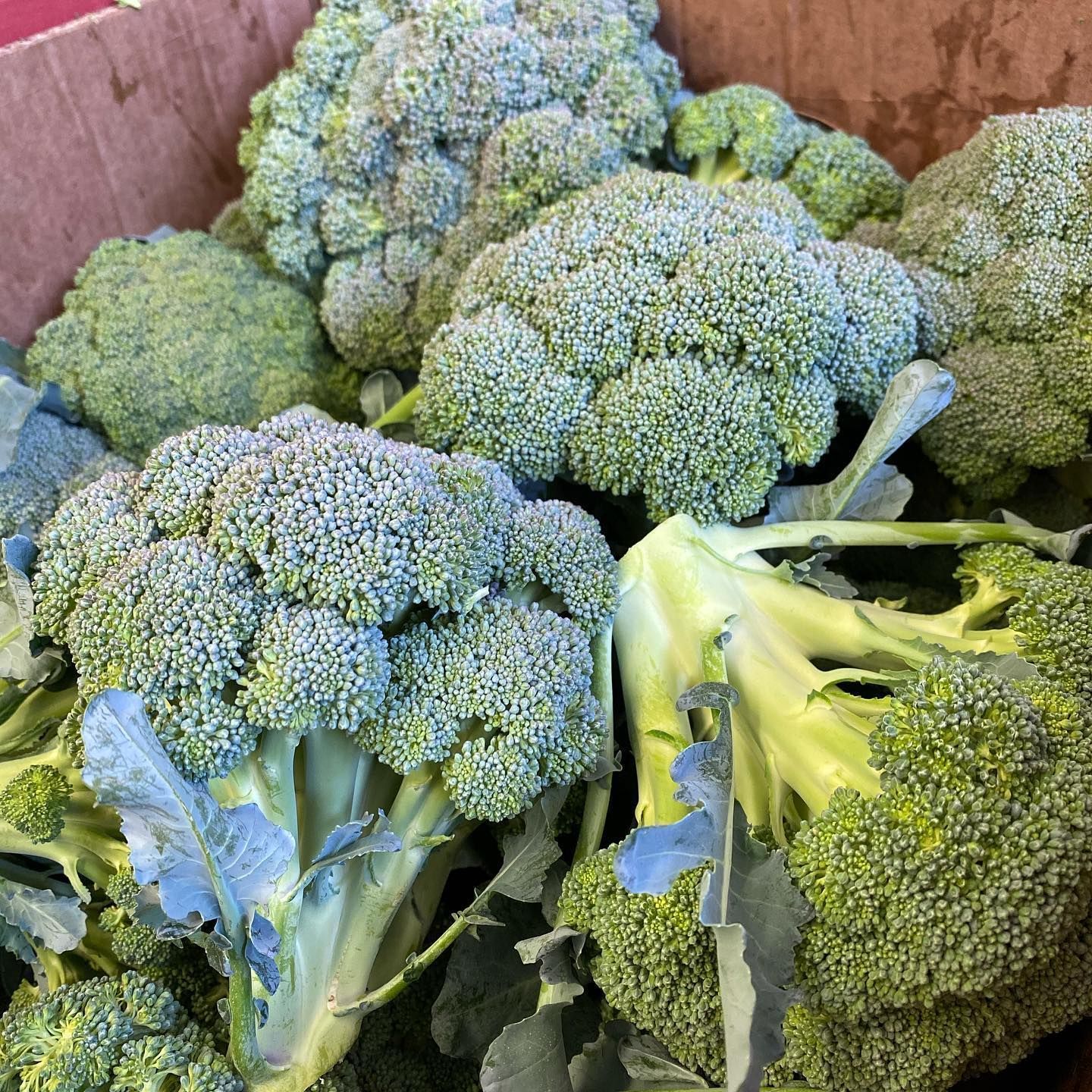 Broccolis