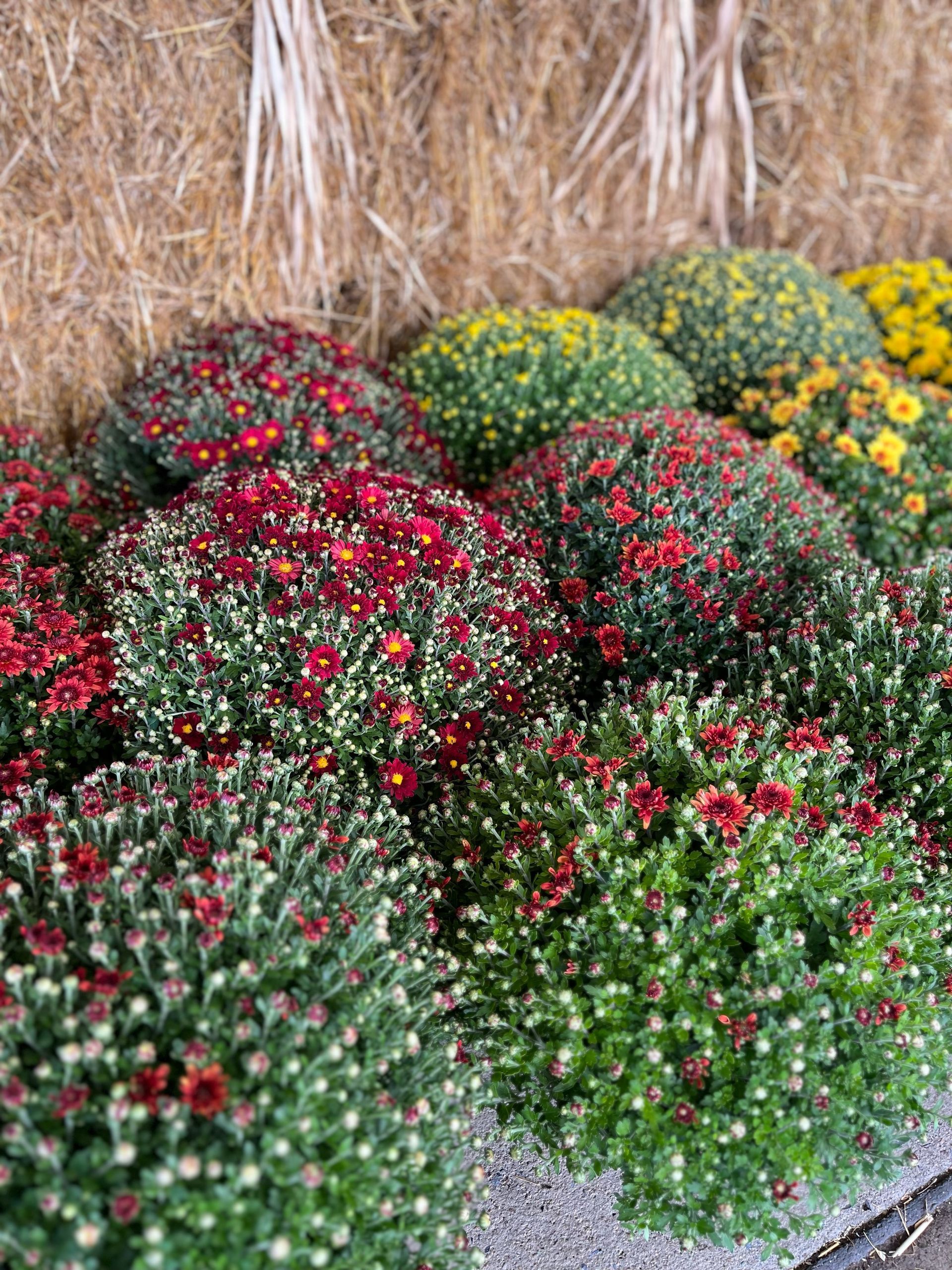 Fall decor mums