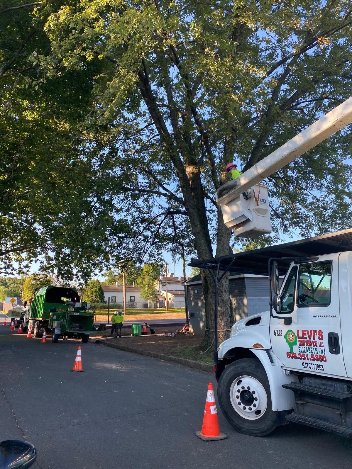 Tree service workers trimming branches from a tall tree in a residential area. Boom lift and truck present.