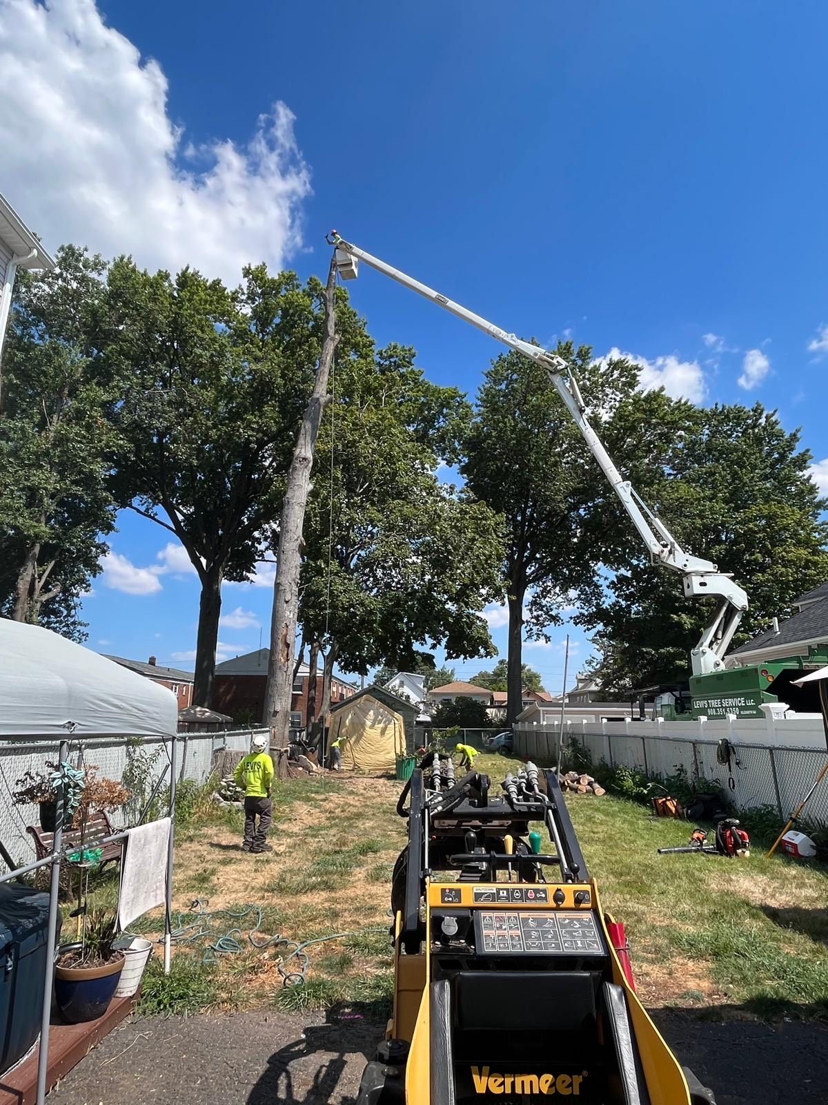 Tree service crew using a lift to remove a tall tree on a sunny day.