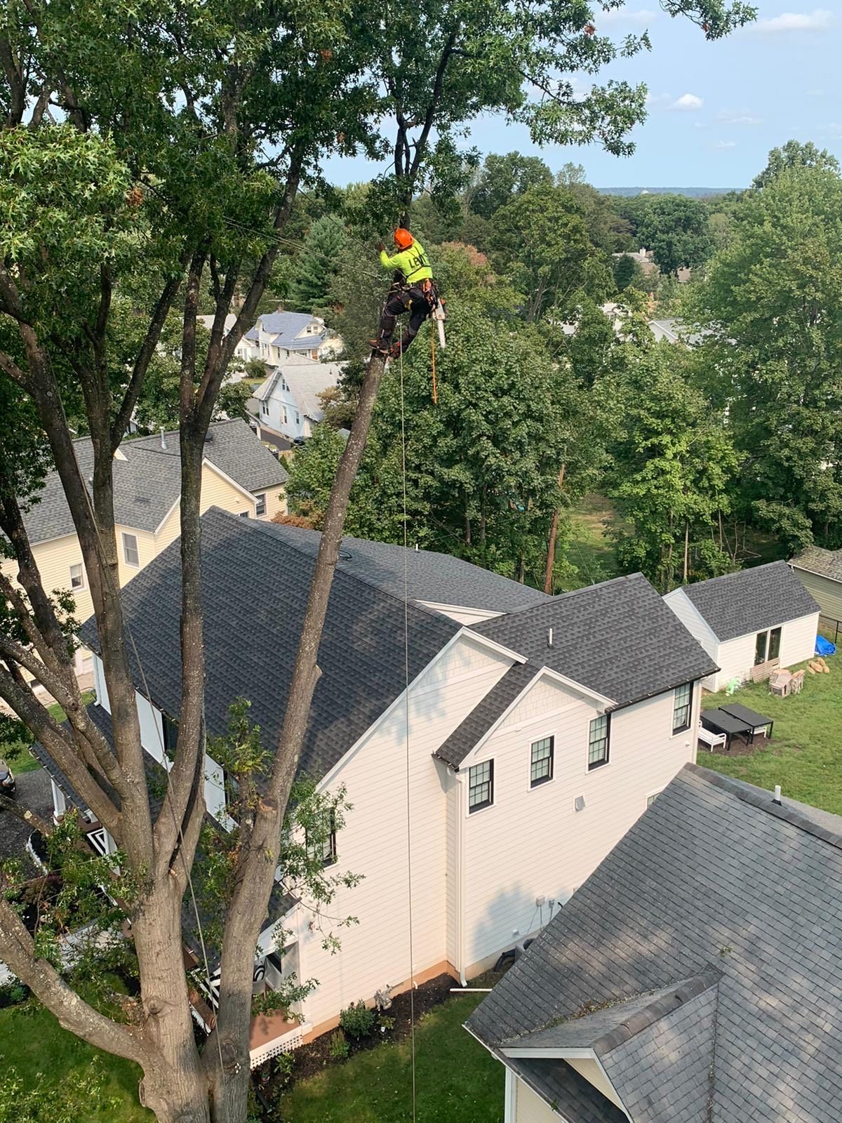 A tree service worker in safety gear trims a tree near a house with a dark roof.
