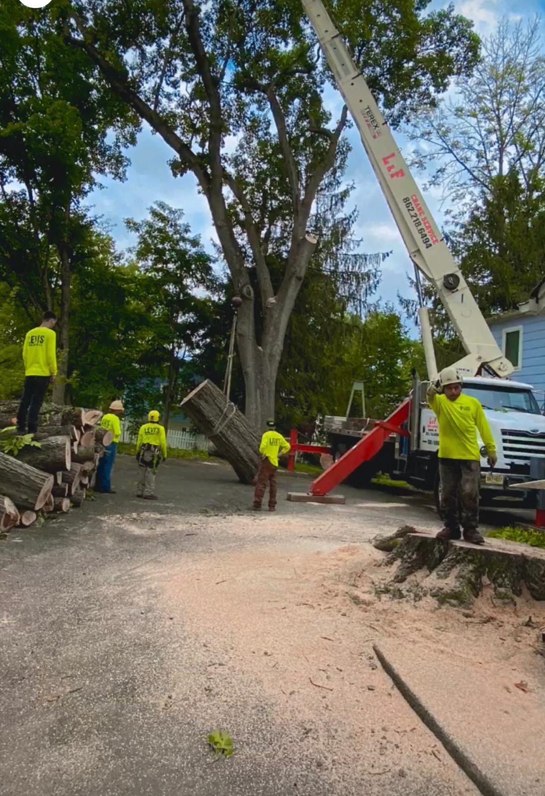 Tree removal: workers in safety vests cut large tree with lift truck in residential area.