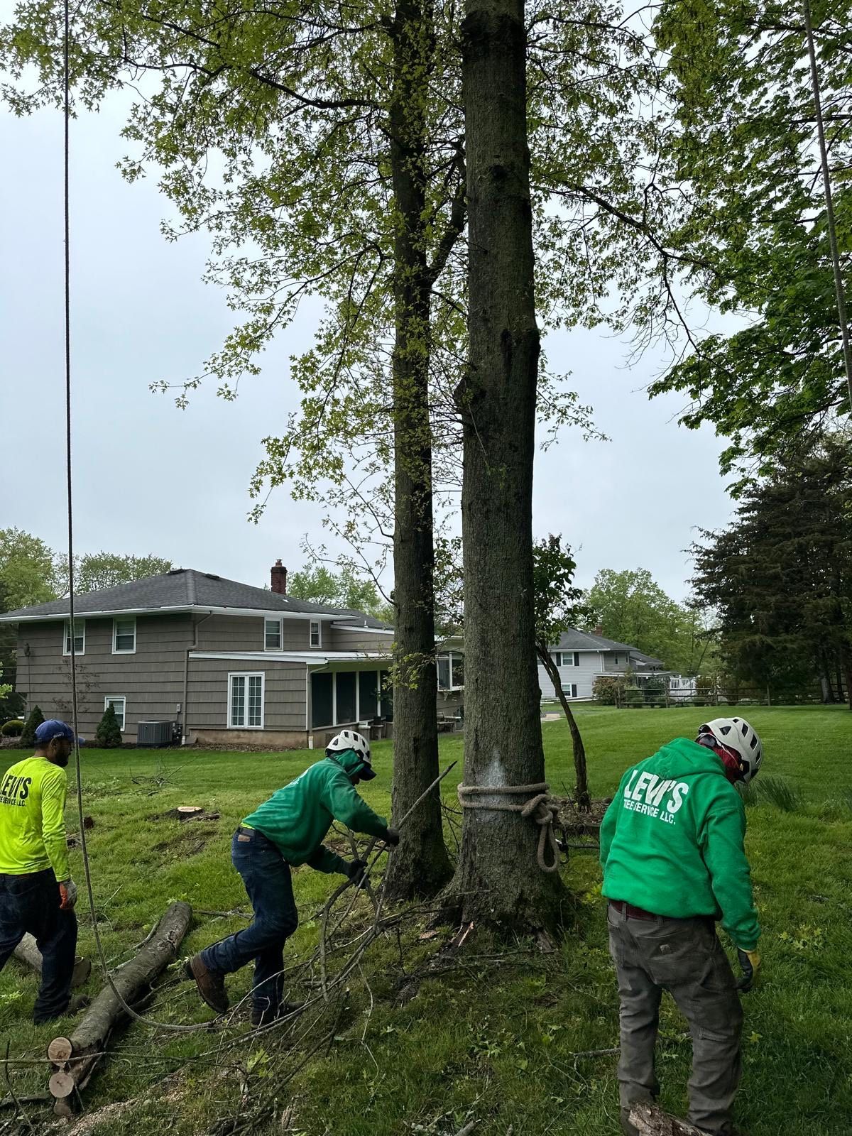 Three tree service workers cutting a tree in a residential yard.