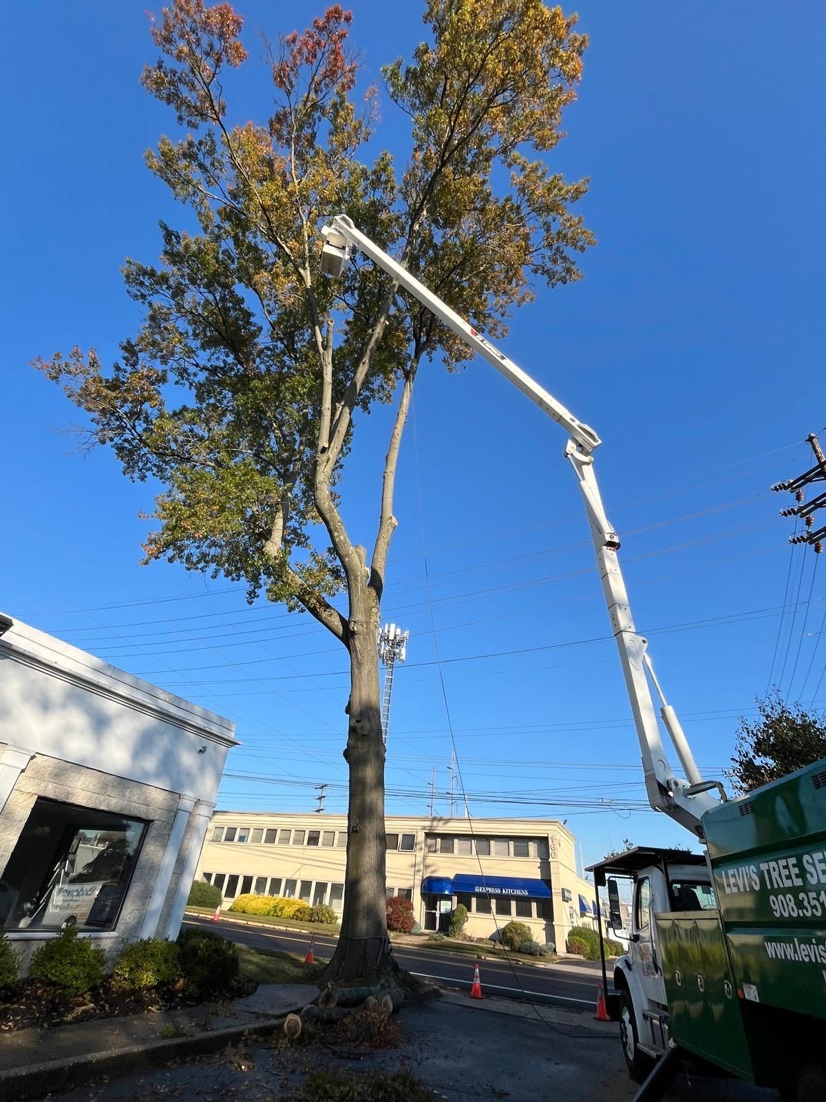Tree being trimmed by a lift, parked near a building and road, on a sunny day.