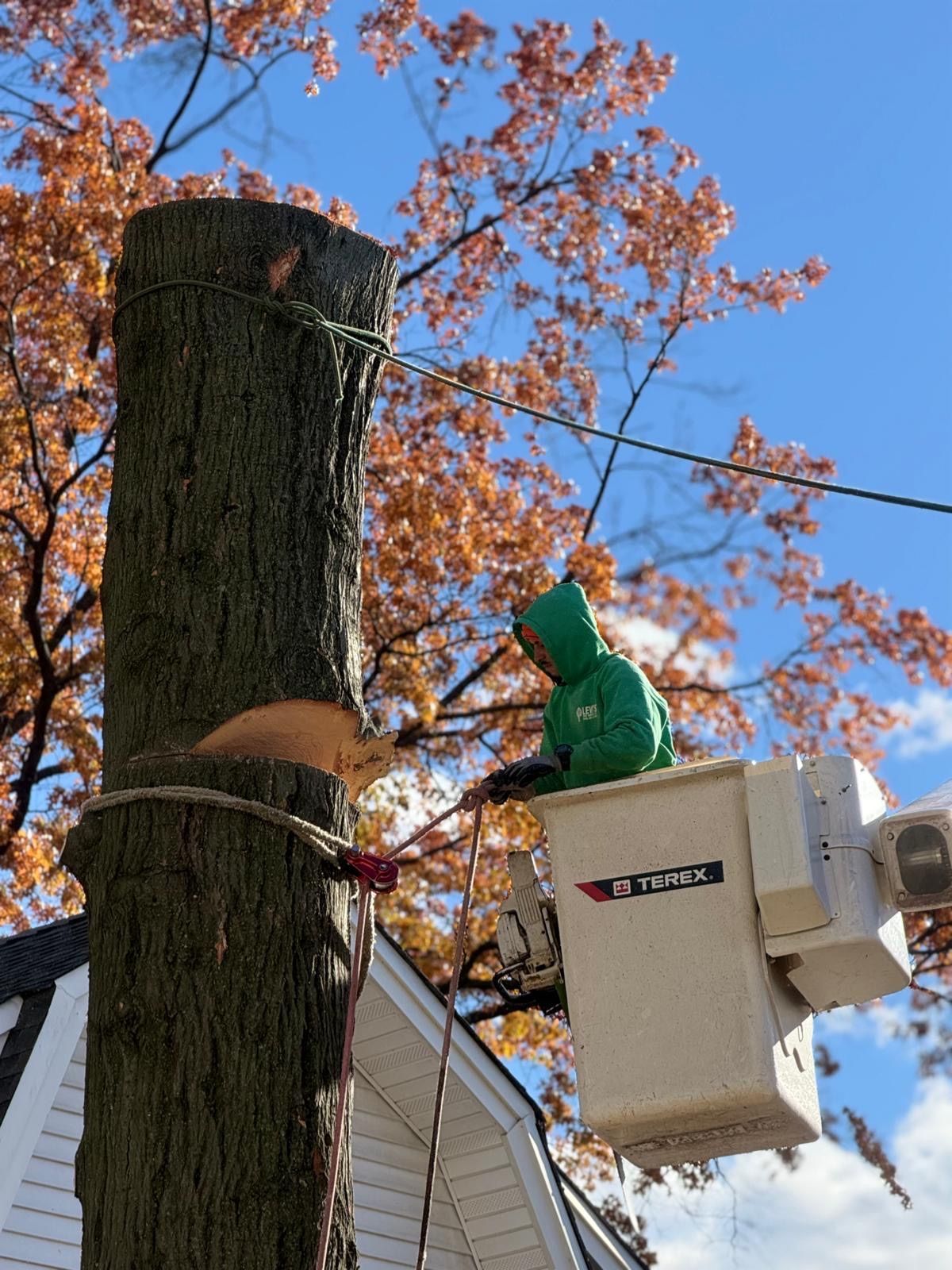A person in a bucket lift trimming a tree near power lines; blue sky and autumn leaves in the background.