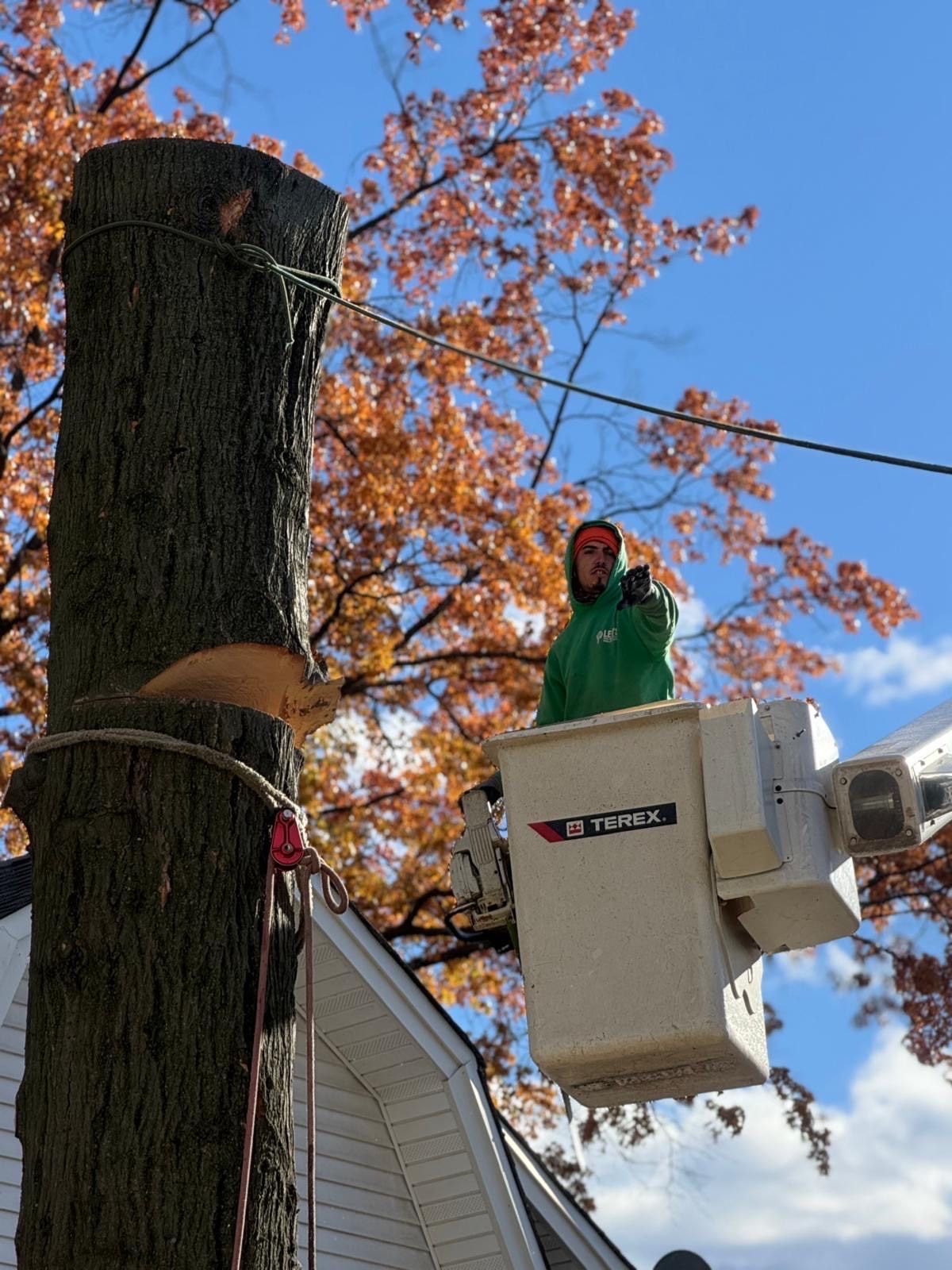 Tree trimmer in a bucket lift, cutting a tree near power lines; fall foliage.