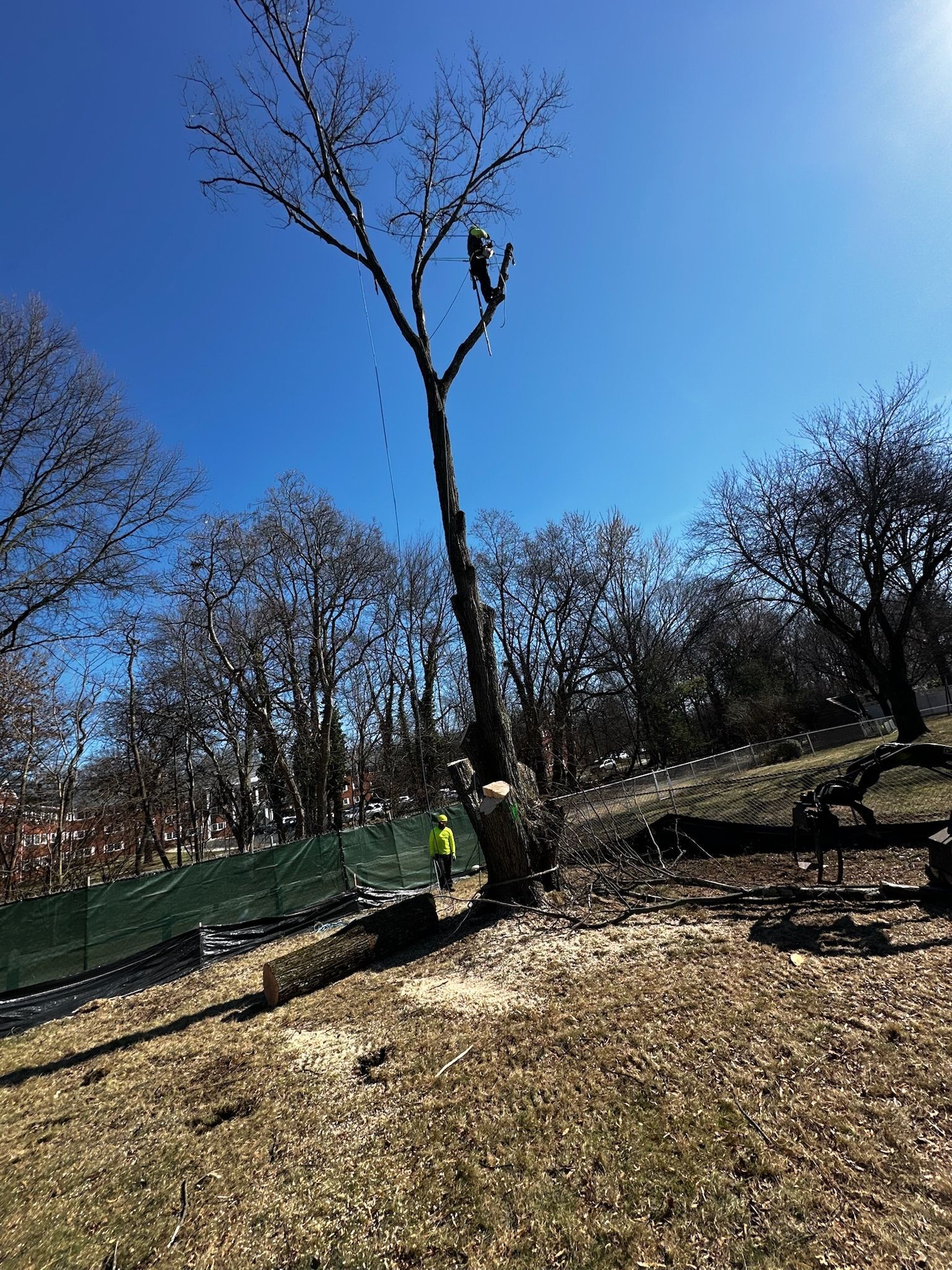 Tree removal: Arborist in a tree, cutting branches. Green safety fence, clear blue sky.