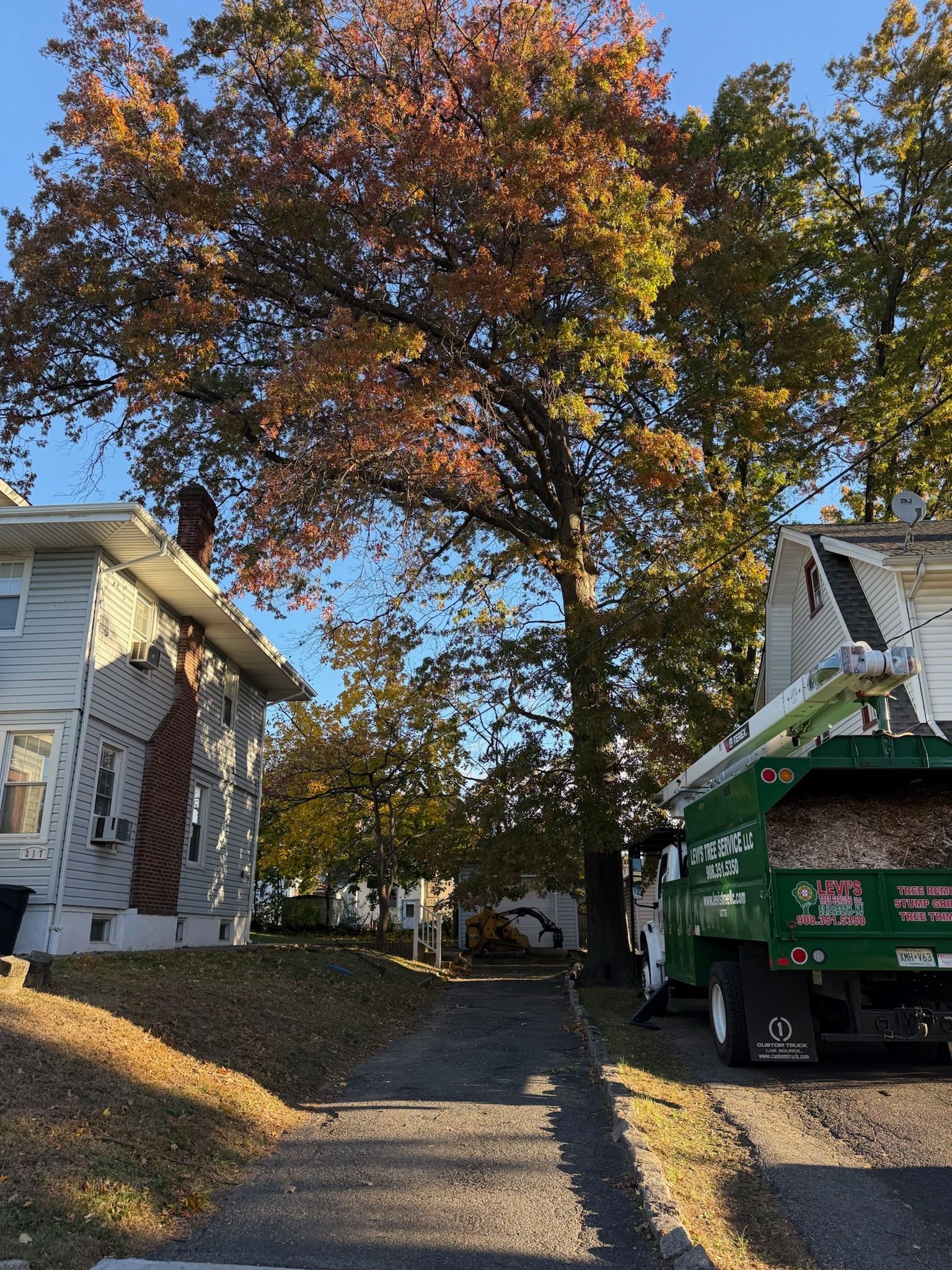 Tree service truck parked by a large tree with colorful autumn leaves next to a residential street.