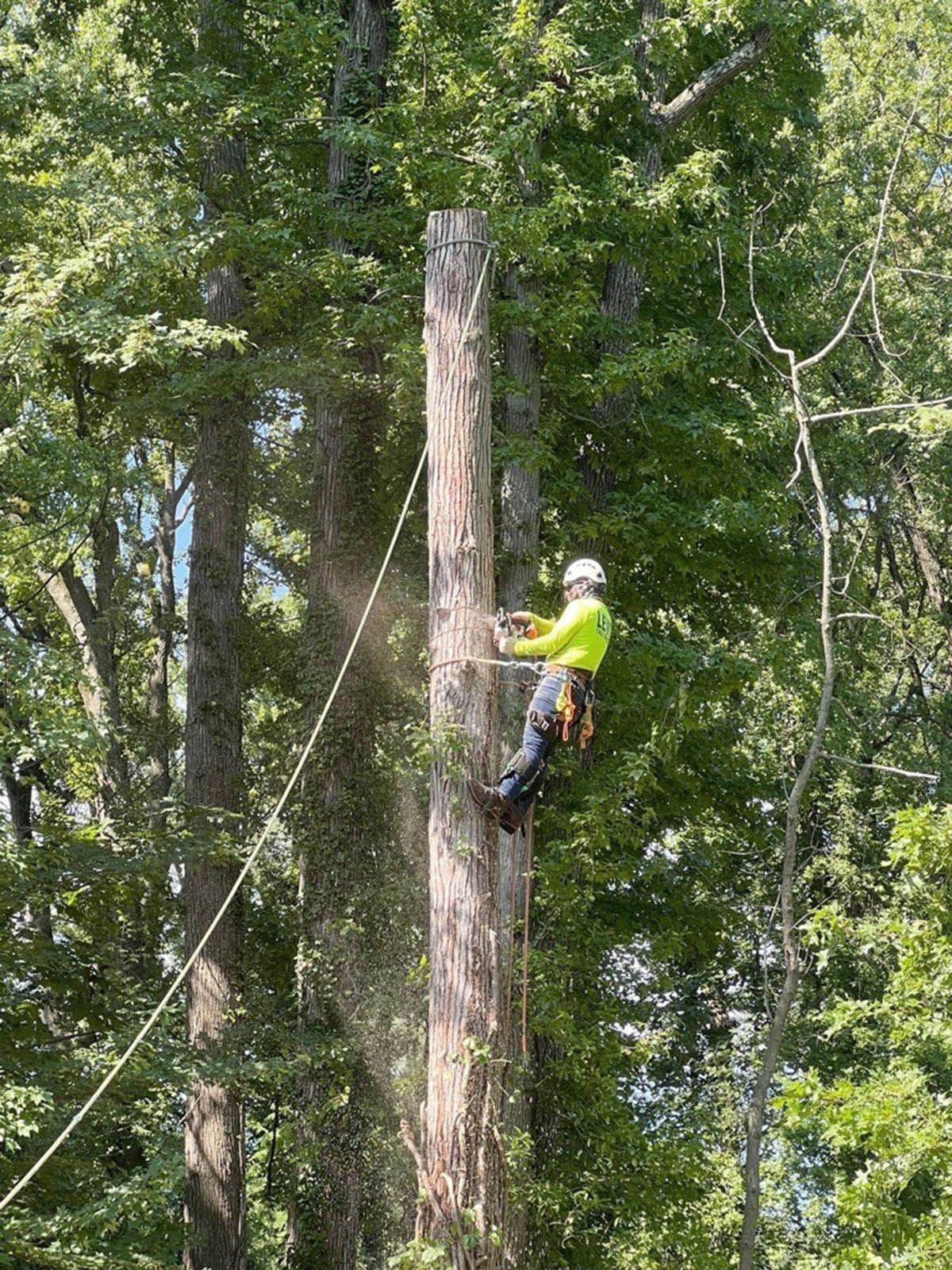 Arborist using chainsaw to cut a tall tree trunk, secured by ropes. Surrounded by green foliage.
