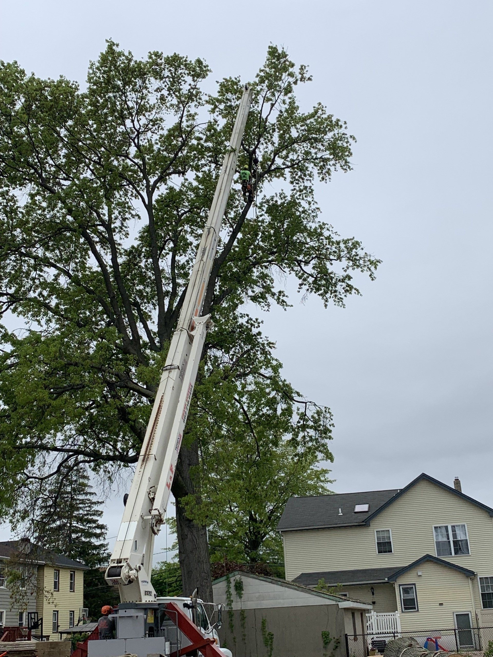 White lift truck extending toward a tall tree, trimming branches. Houses in the background under a cloudy sky.