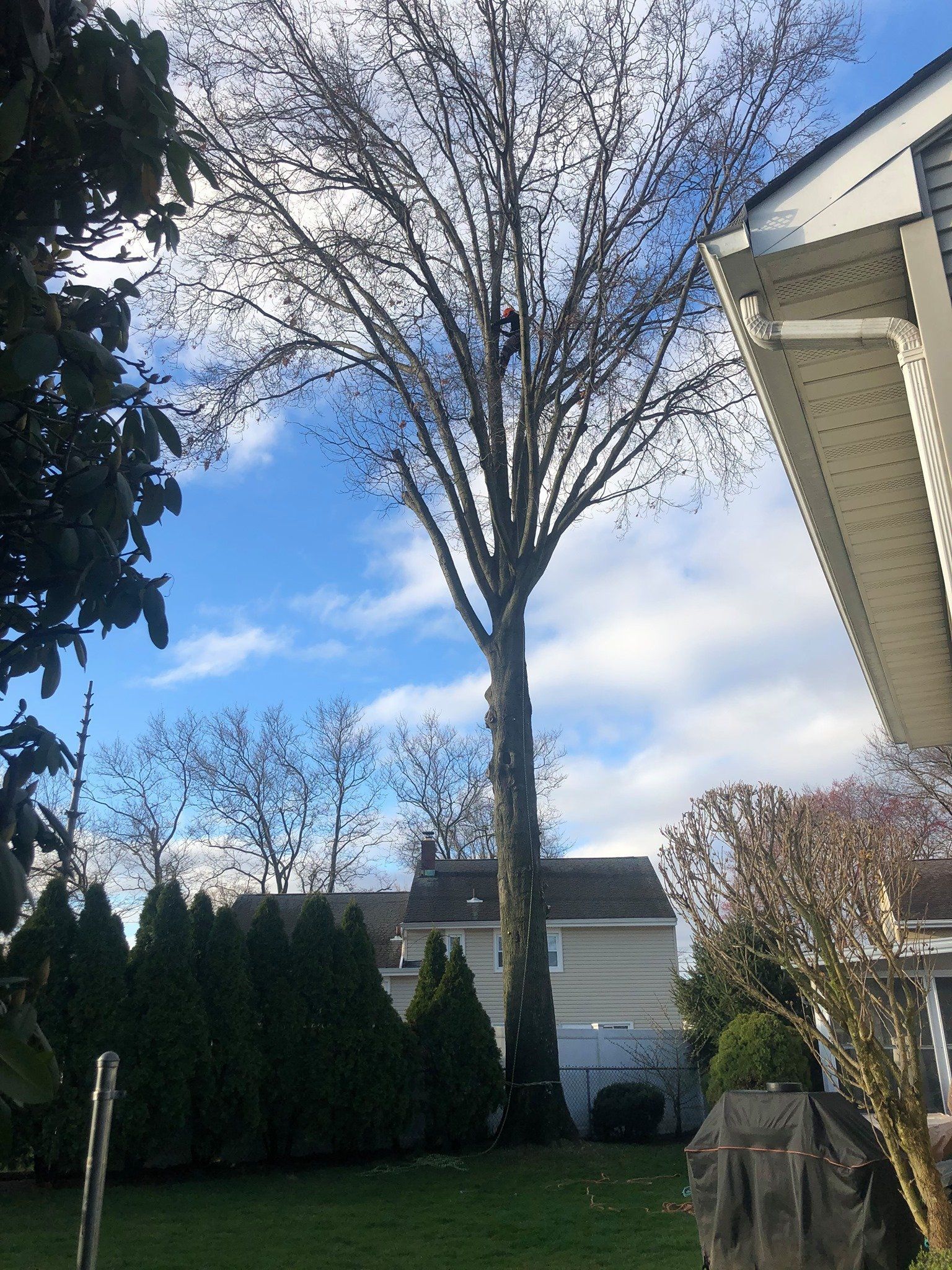 Tall bare tree in a backyard with a house, green bushes, and a blue sky with clouds.
