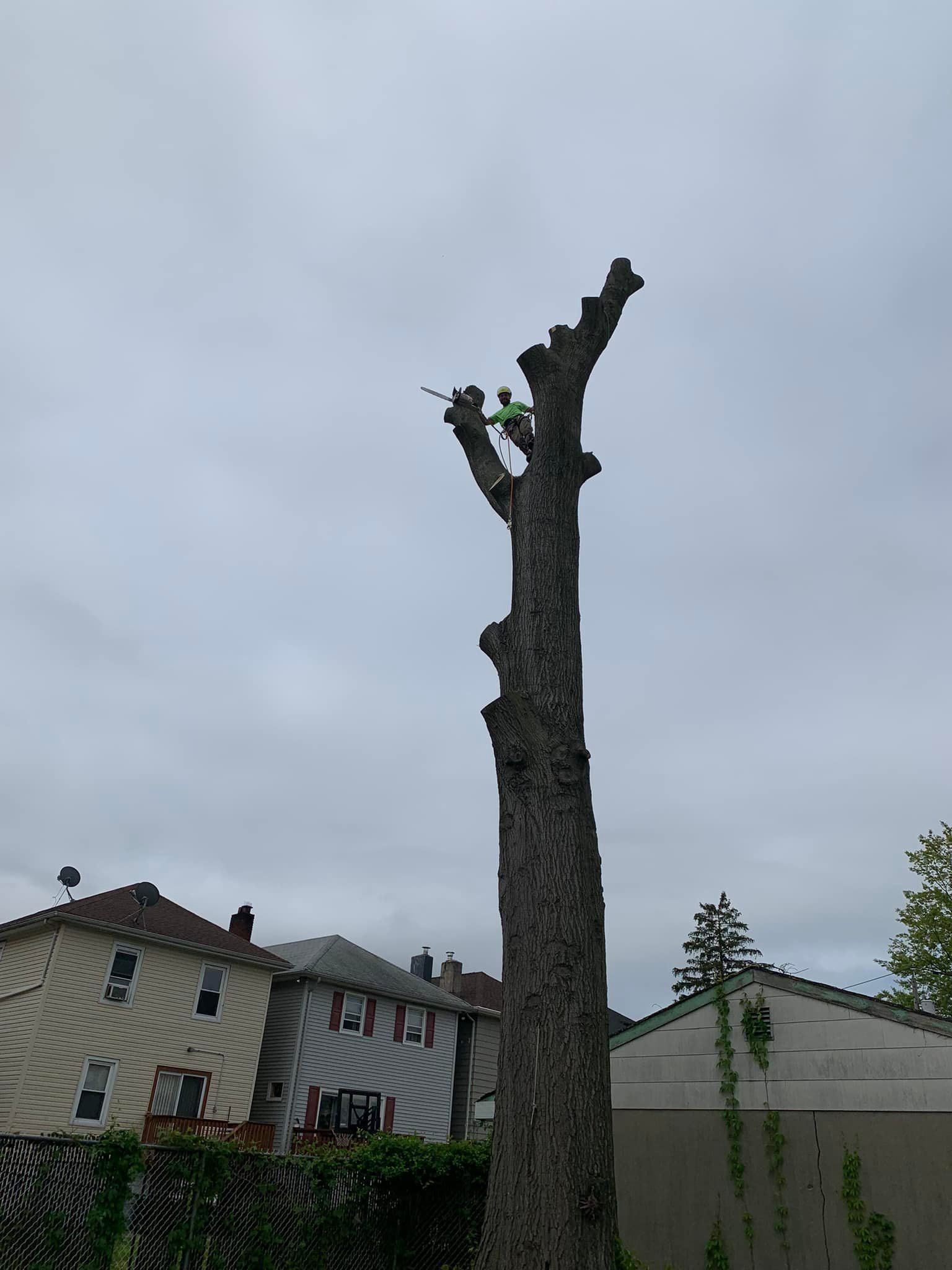 Tall, denuded tree trunk in a residential backyard, under a cloudy sky.