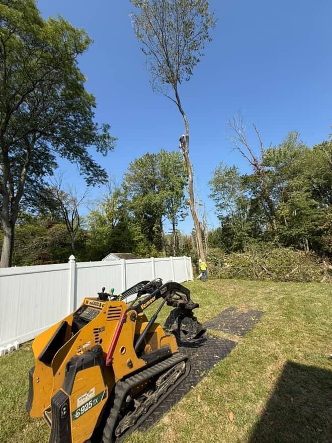 A tree is being trimmed by a worker. A small orange skid steer is in the foreground. Blue sky and a white fence.