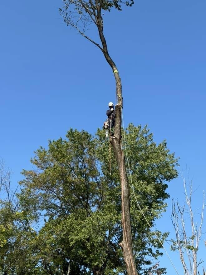 Arborist using a chainsaw to cut a tree limb, attached to the tree with a rope. Blue sky in the background.