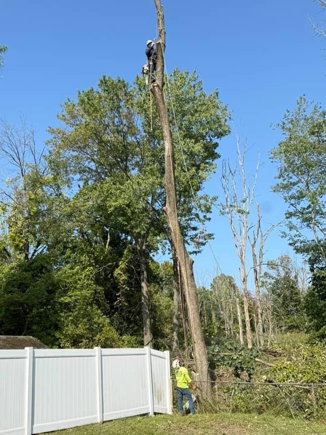 Arborist cutting down a tall tree near a white fence on a sunny day.