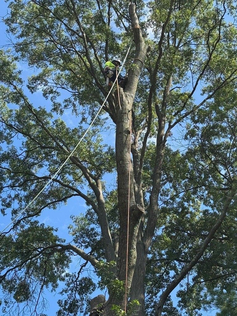 Arborist in tall tree trimming branches, blue sky background.