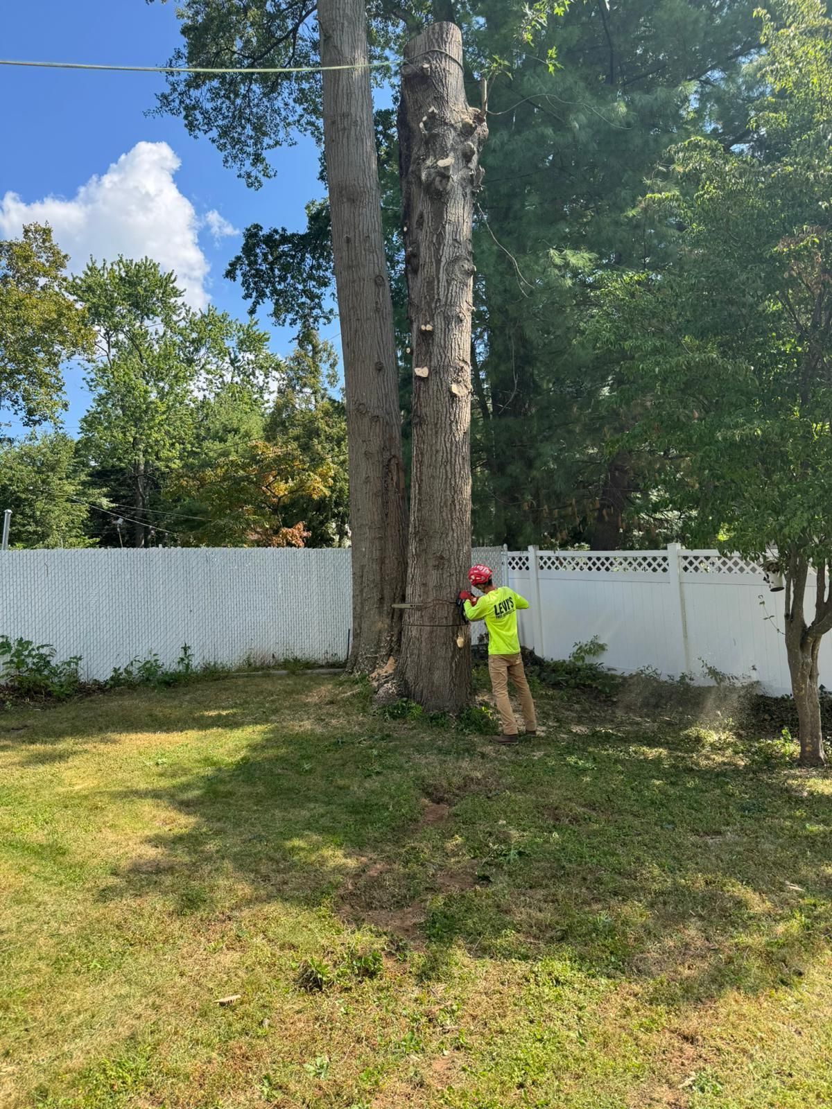 Tree removal worker cutting a tall tree in a yard next to a white fence.