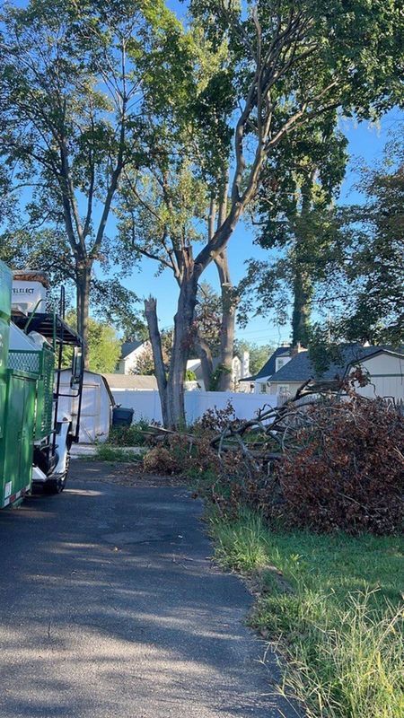 Tree being trimmed, with cut branches and a truck in driveway on a sunny day.