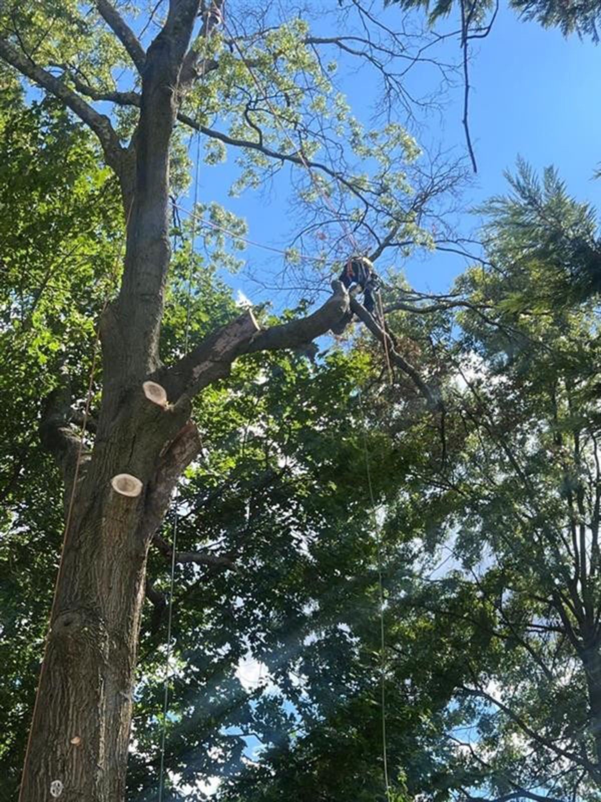 Person in a tree cutting branches on a sunny day; tree trunk with cut limbs.
