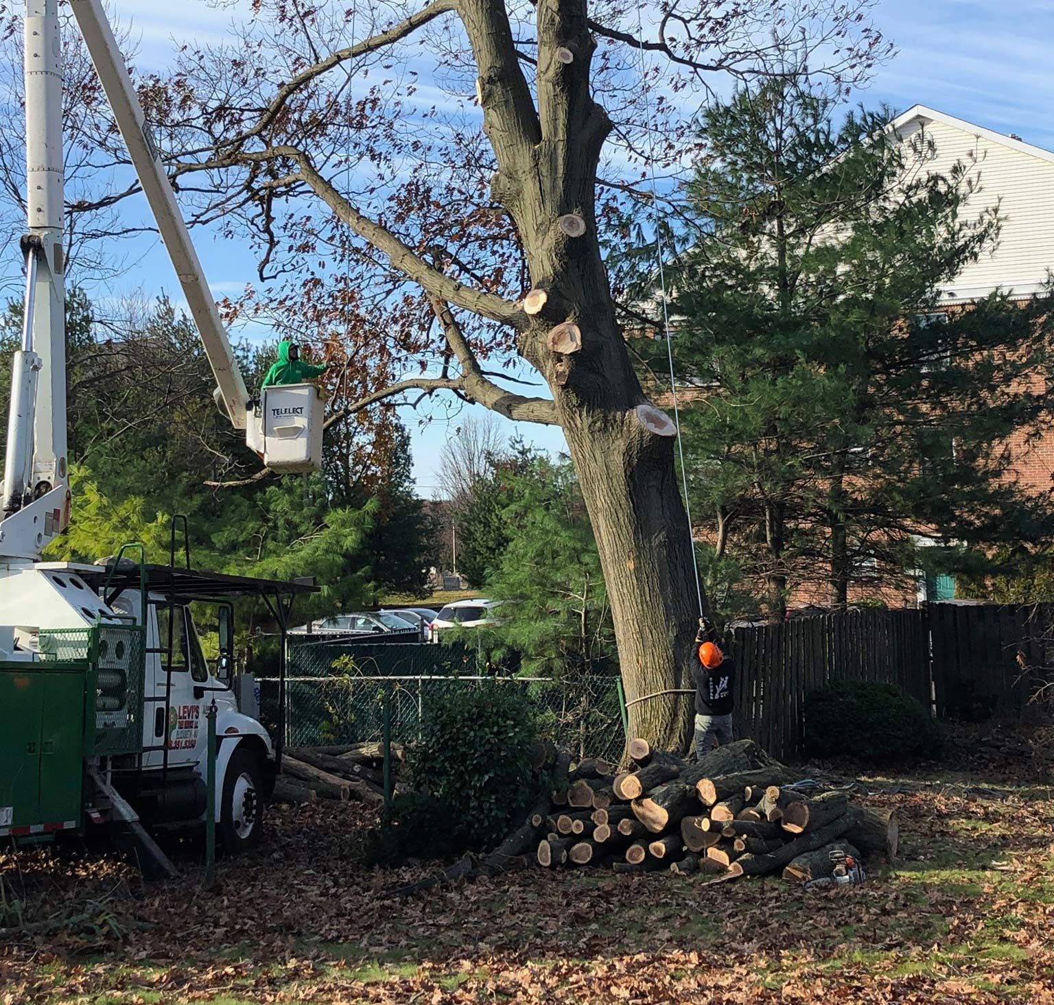Tree being trimmed by a worker in a lift basket; logs on the ground, truck and foliage in yard.