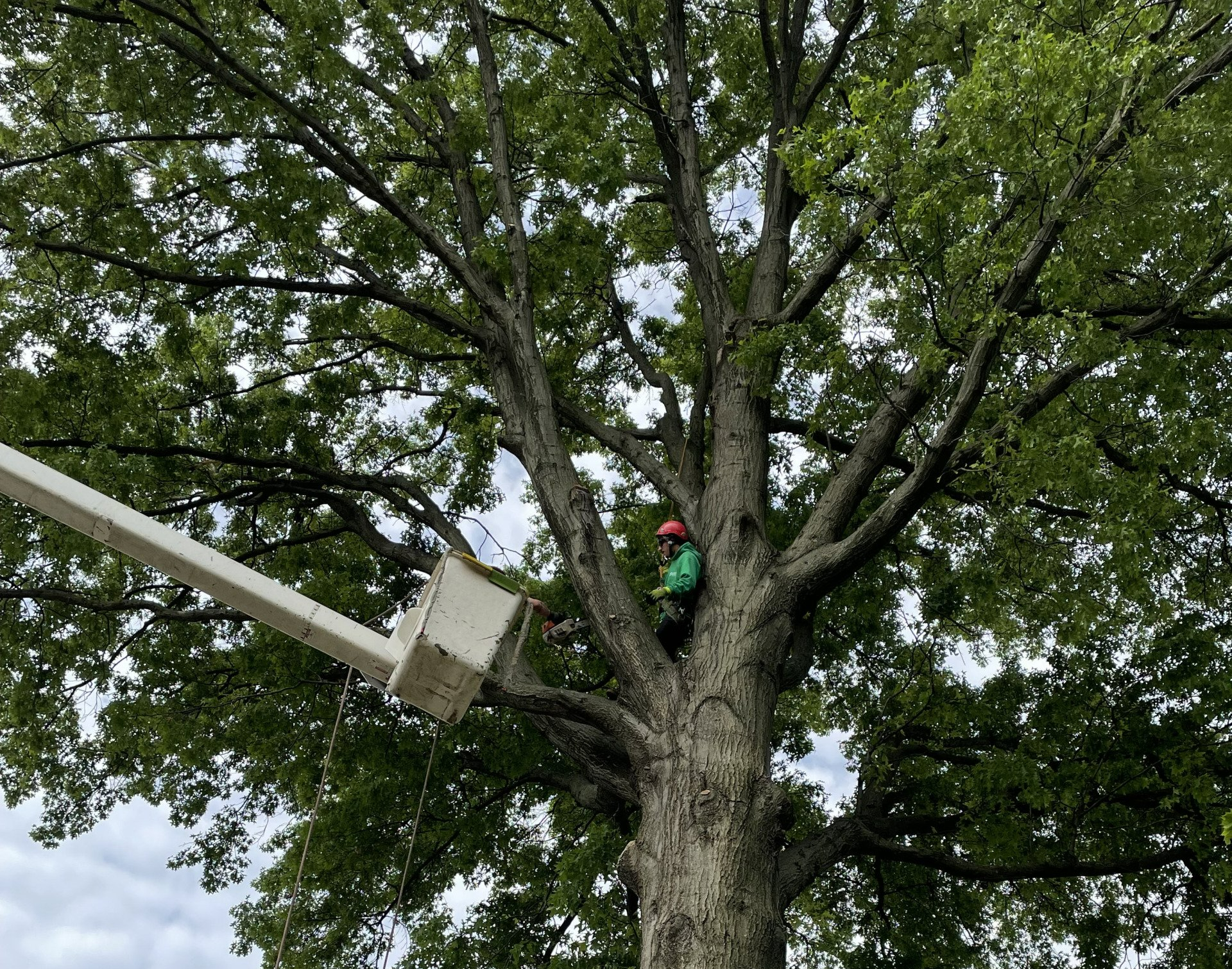 Levi's Tree Service LLC photo 5