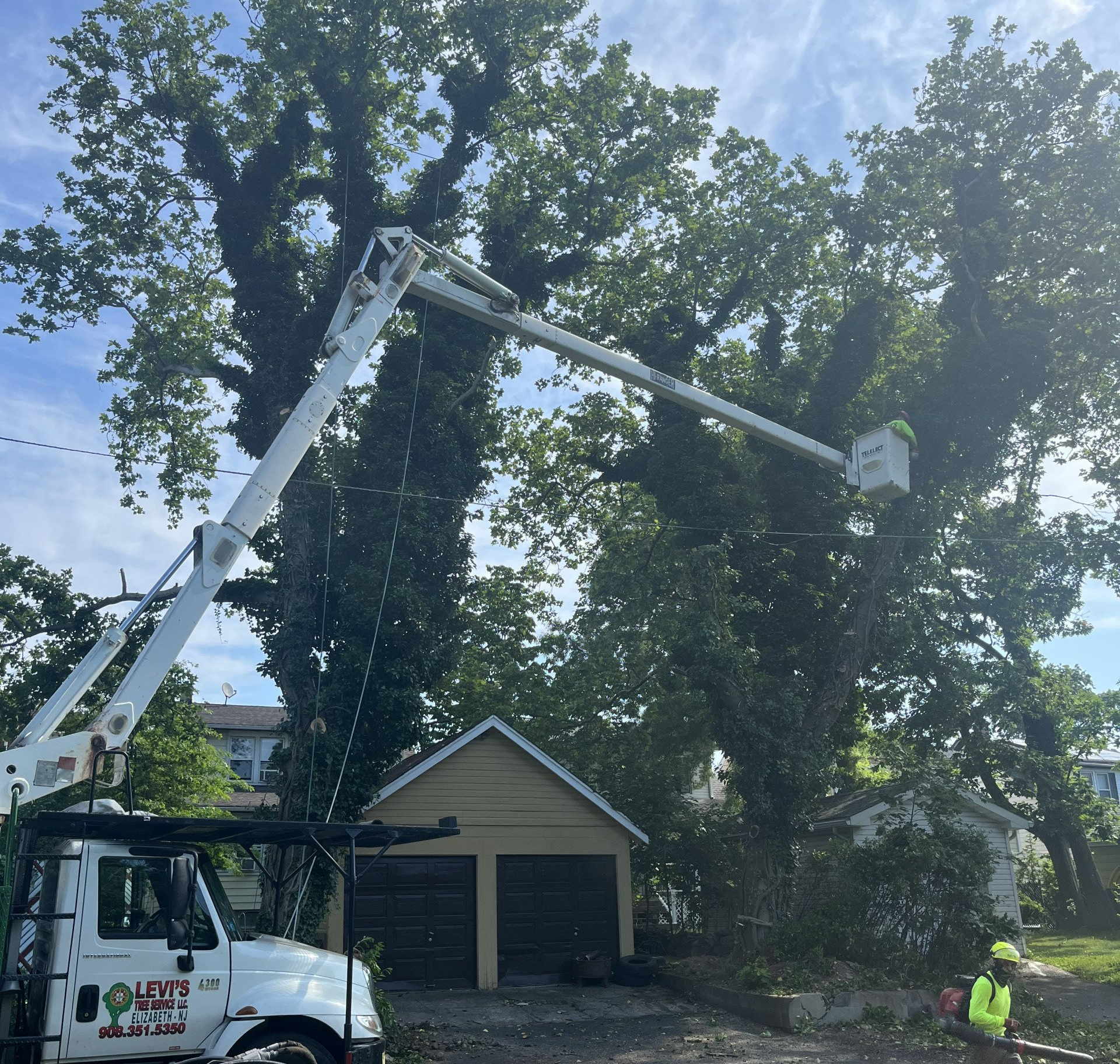 Levi's Tree Service LLC photo 7