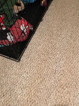 A dog cage is sitting on top of a carpeted floor.
