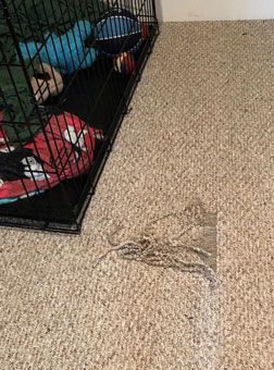 A dog cage is sitting on a carpet next to a dog.